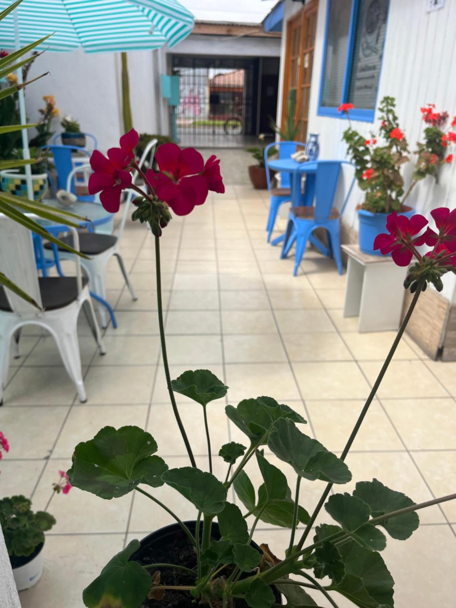 Hostal Avenue La Serena Exteriör bild